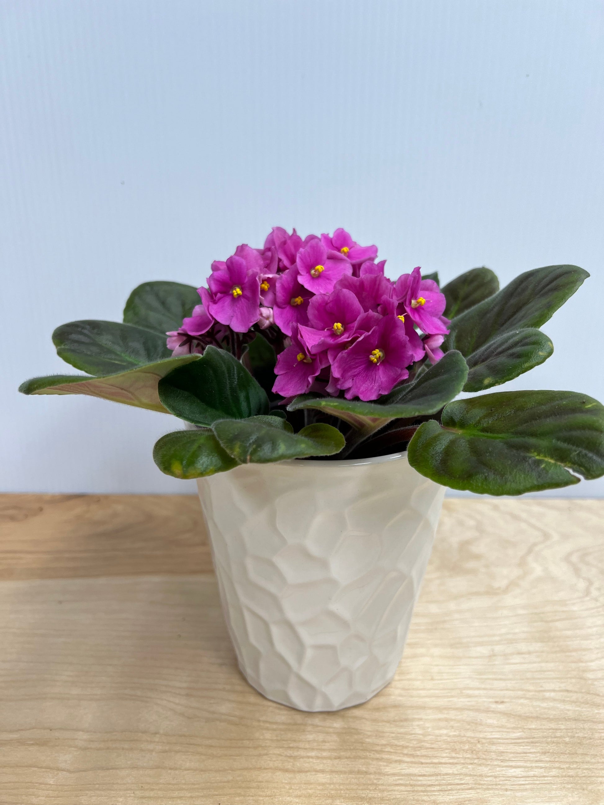 Petite Potted Plants-Lake Oswego Flowers