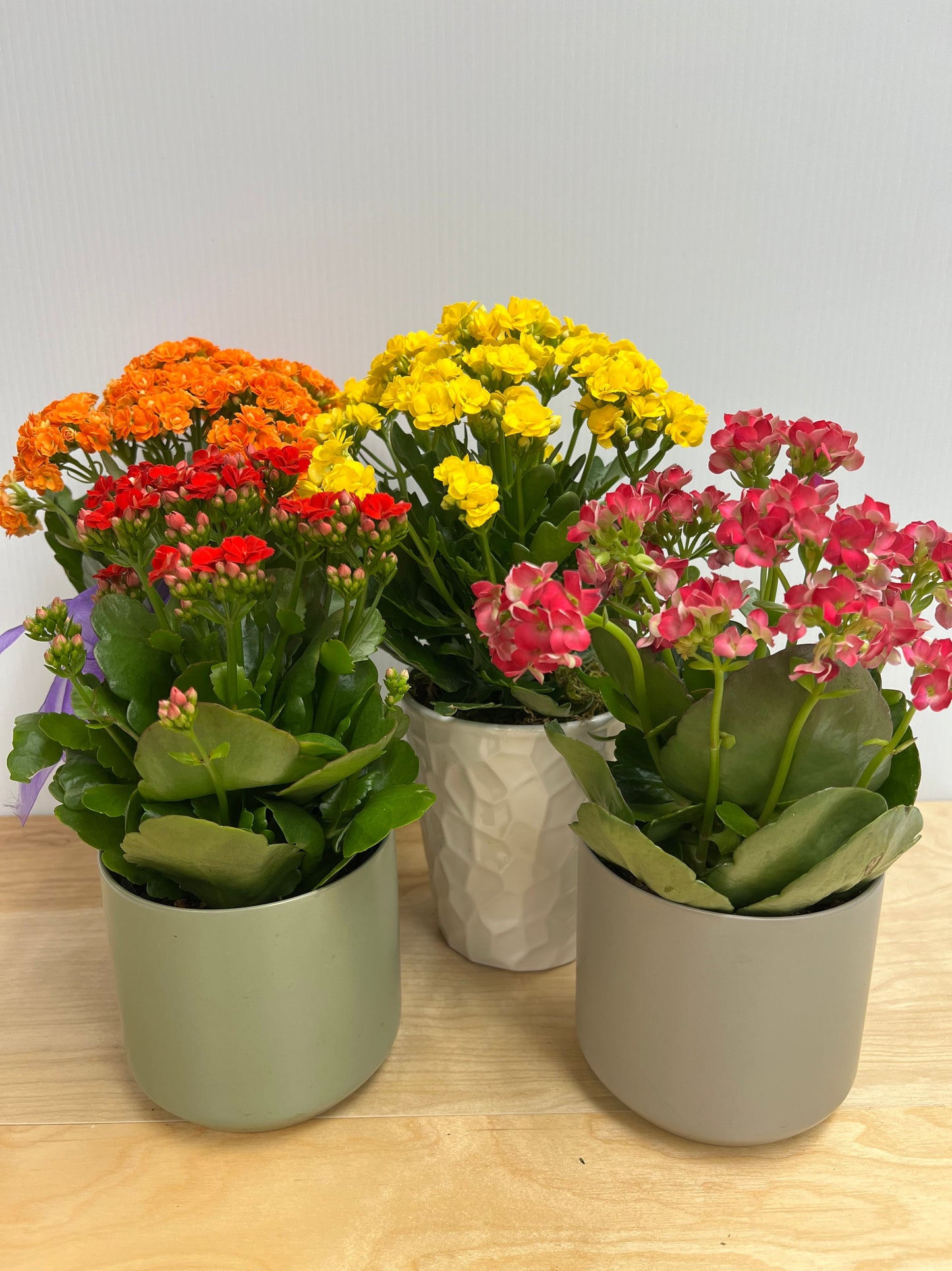 Petite Potted Plants-Lake Oswego Flowers