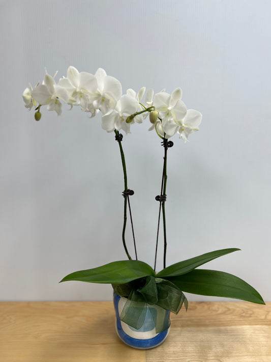 White Orchid - Double-Lake Oswego Flowers